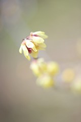 天使のほほえみ