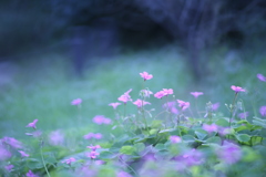 雑草と呼ばないで