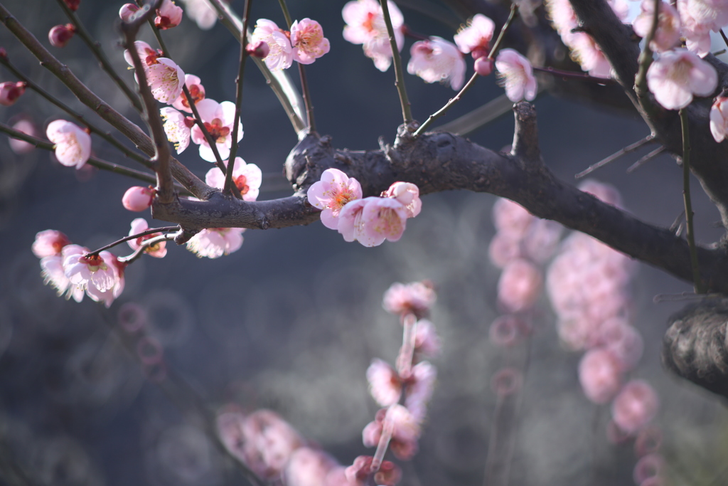 もうすぐ2月がおわる