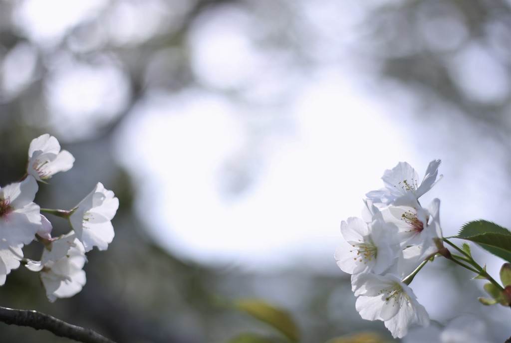 古都奈良のかほり