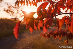 [トアル風景]　紅×赤