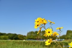 花と秋空