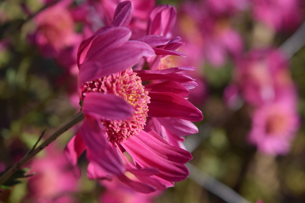 菊　2