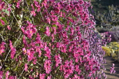 菊　1