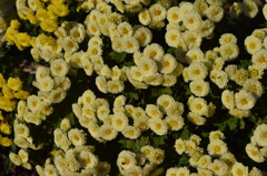 菊　9