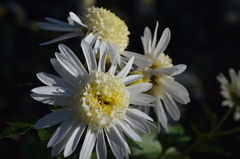 菊　3