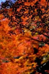 小石川後楽園  紅葉