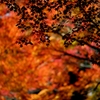 小石川後楽園  紅葉