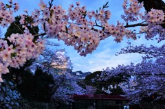 夜桜と姫路城
