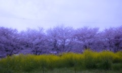 菜の花と桜２