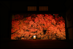 安國禅寺　ドウダンツツジ