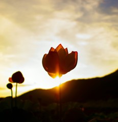 Lotus of sunset 　２