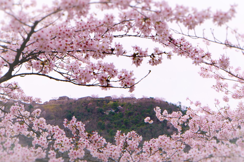 竹田城跡と桜