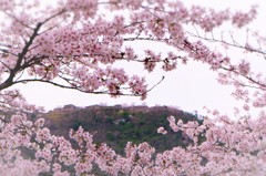 竹田城跡と桜