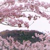 竹田城跡と桜