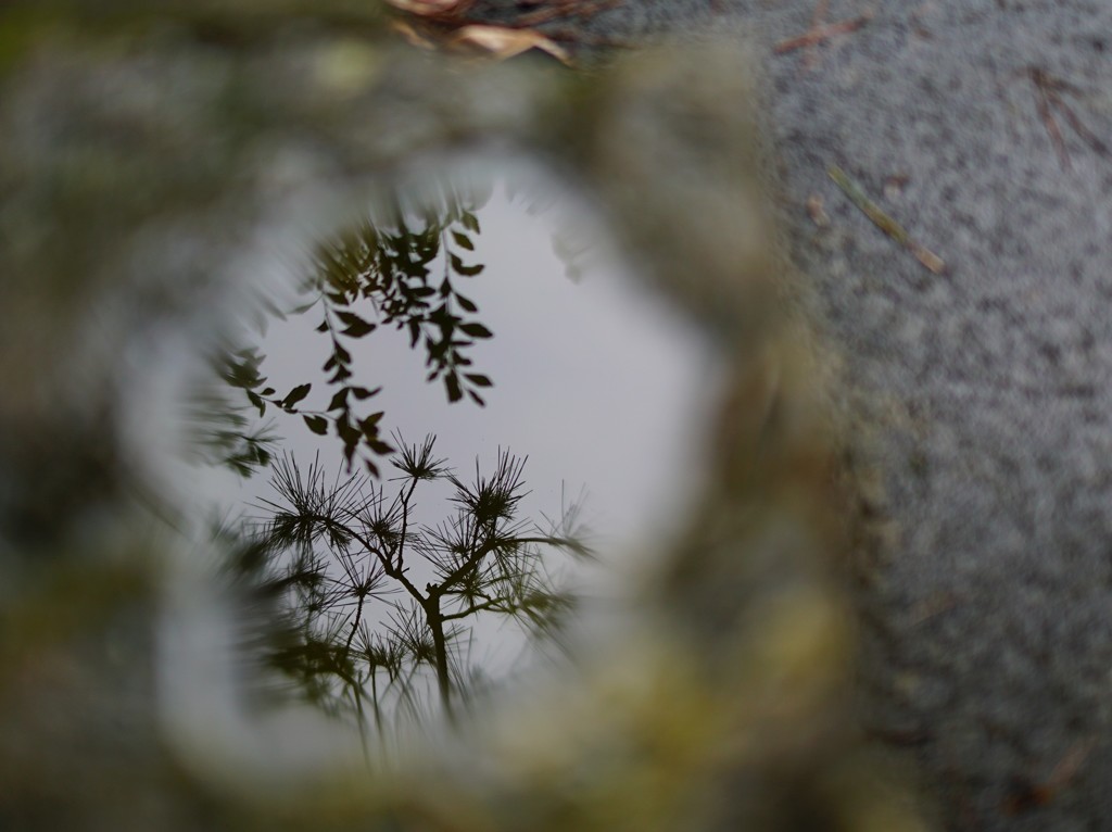 雨上がりの水鏡