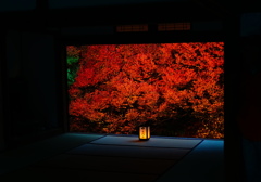 安國禅寺　ドウダンツツジ (2)