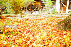 紅葉の絨毯