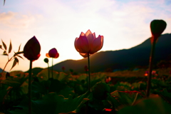 Lotus of sunset 