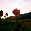 Lotus of sunset 
