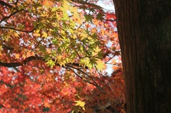 紅葉