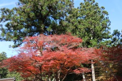 紅葉