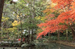 紅葉