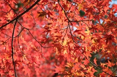 紅葉