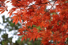 紅葉