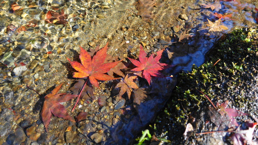 水中にも彩