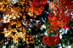初紅葉狩り