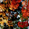 初紅葉狩り