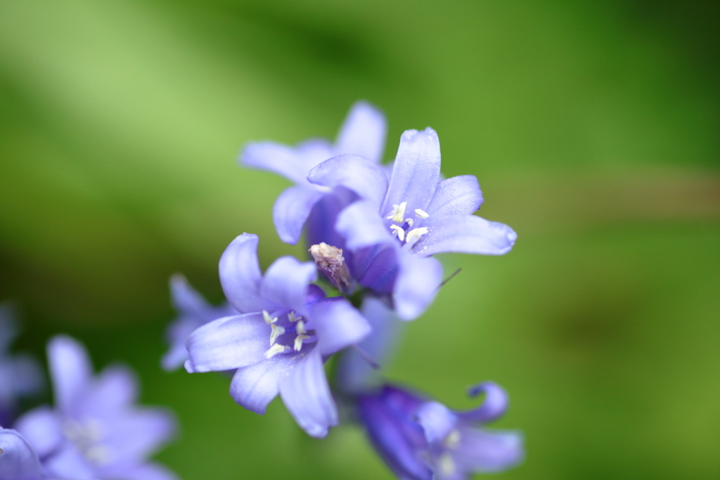 紫の花