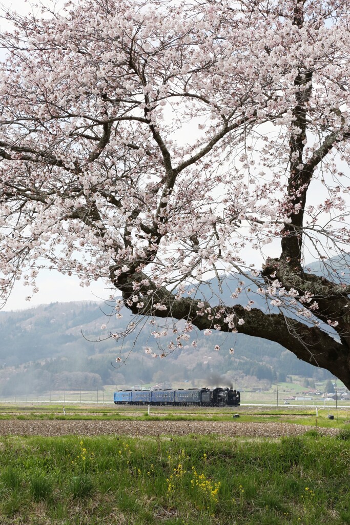 桜の向うを行く