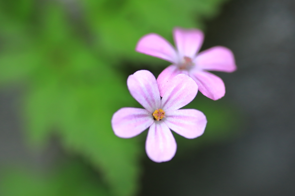 道端の花です