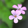 道端の花です
