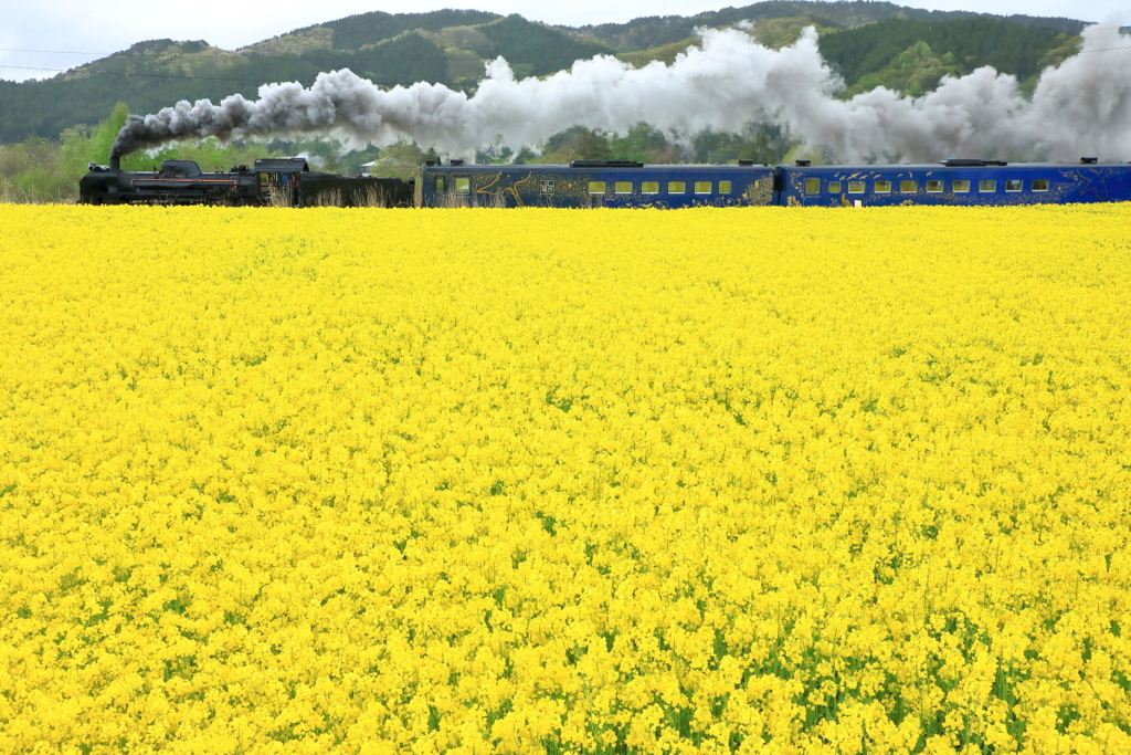 菜の花畑にて