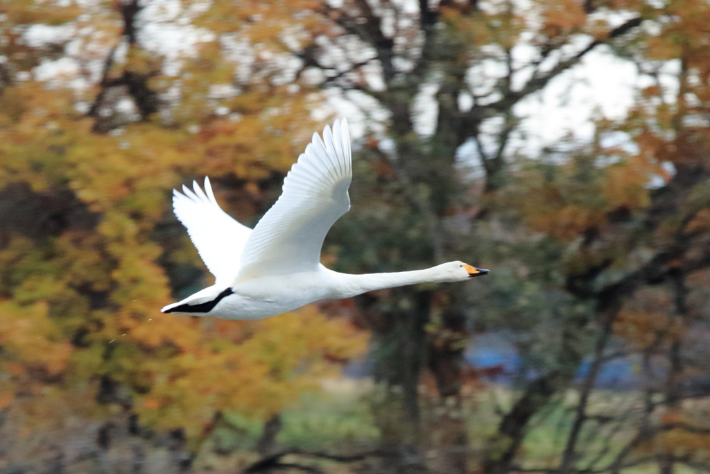 白鳥～その２～