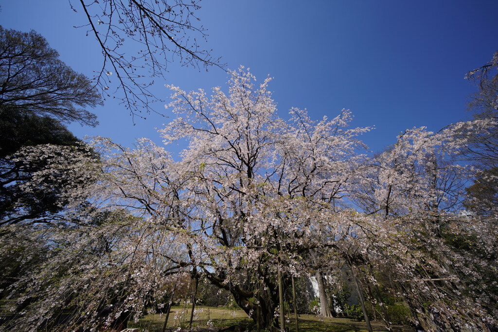 六義園しだれ桜0324-2