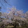 六義園しだれ桜0324-2