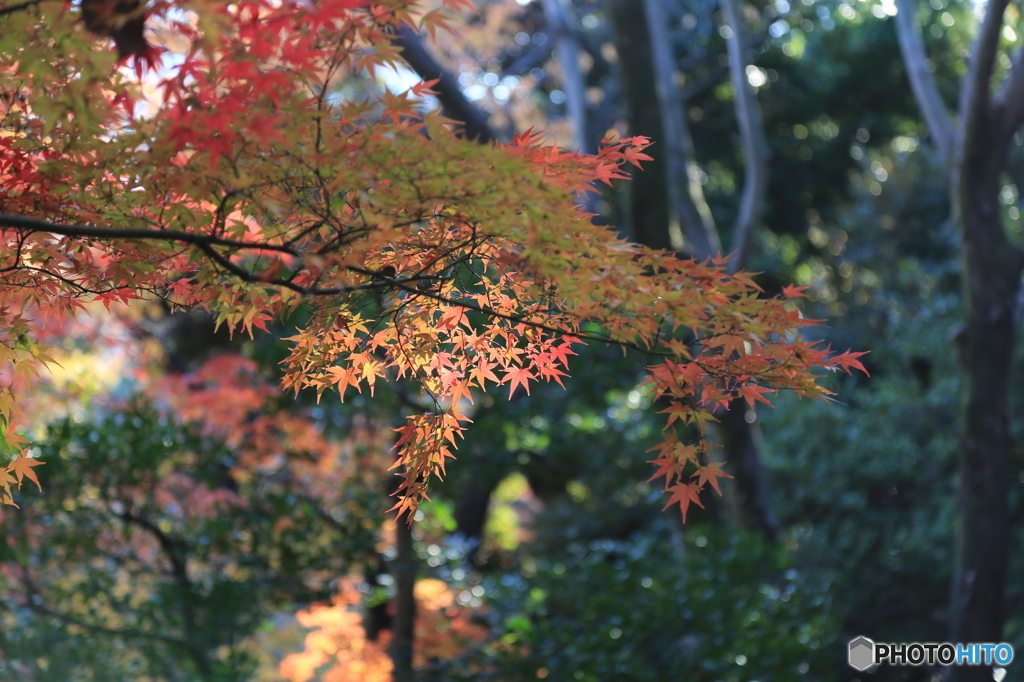 小石川後楽園2
