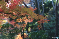 小石川後楽園2