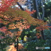 小石川後楽園2