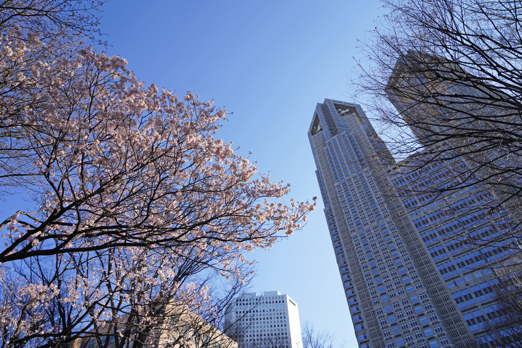 都庁と桜