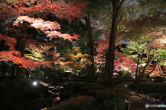 大田黒公園ライトアップ４