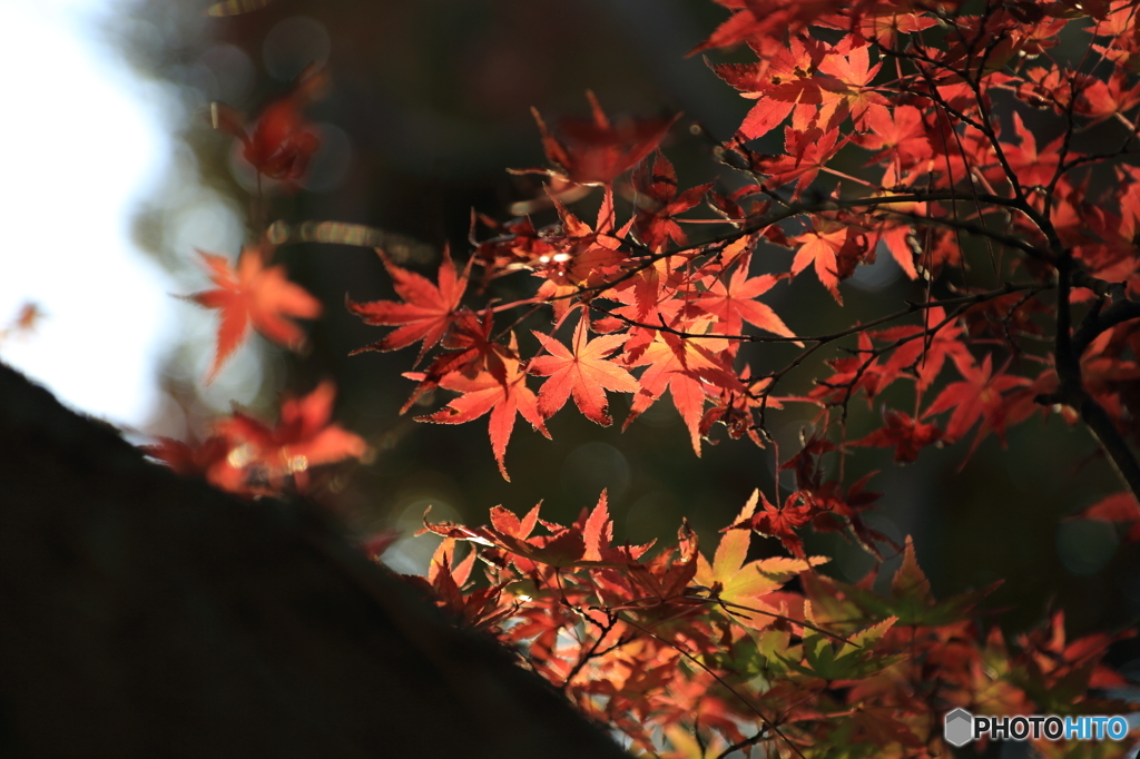 殿ヶ谷戸庭園４