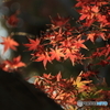 殿ヶ谷戸庭園４
