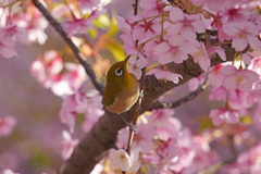 メジロ　河津桜