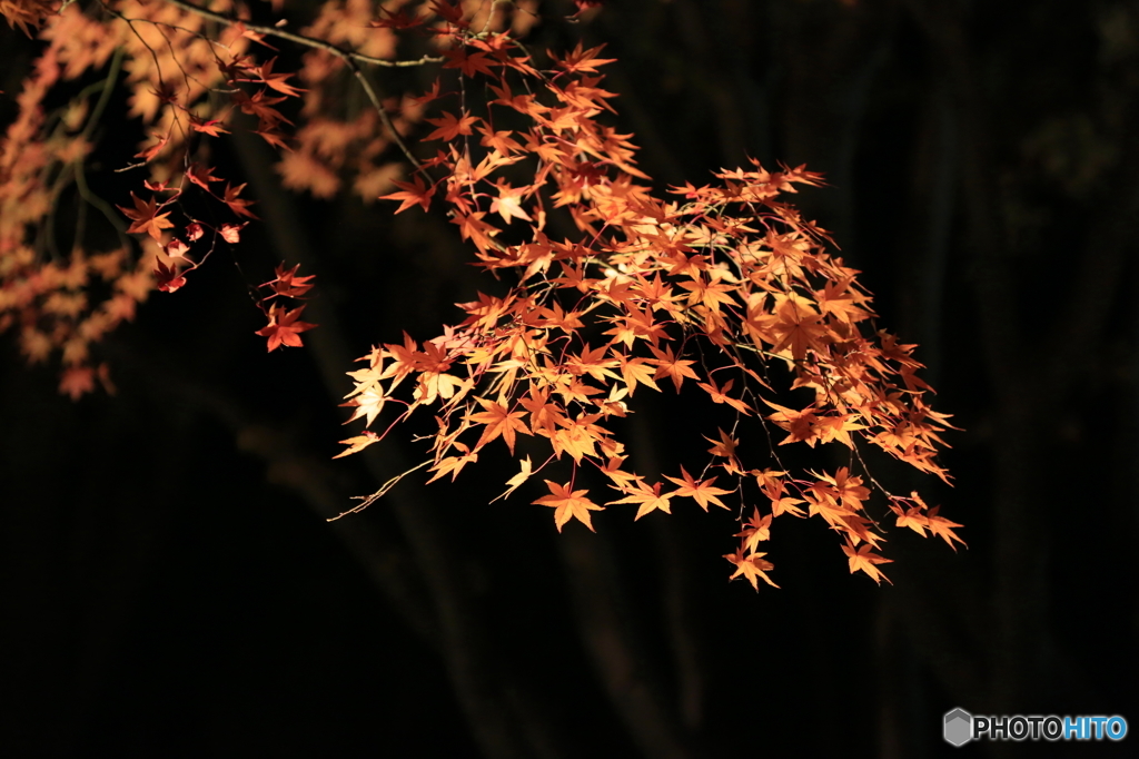 六義園7