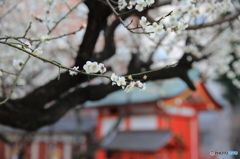 花園神社の白梅